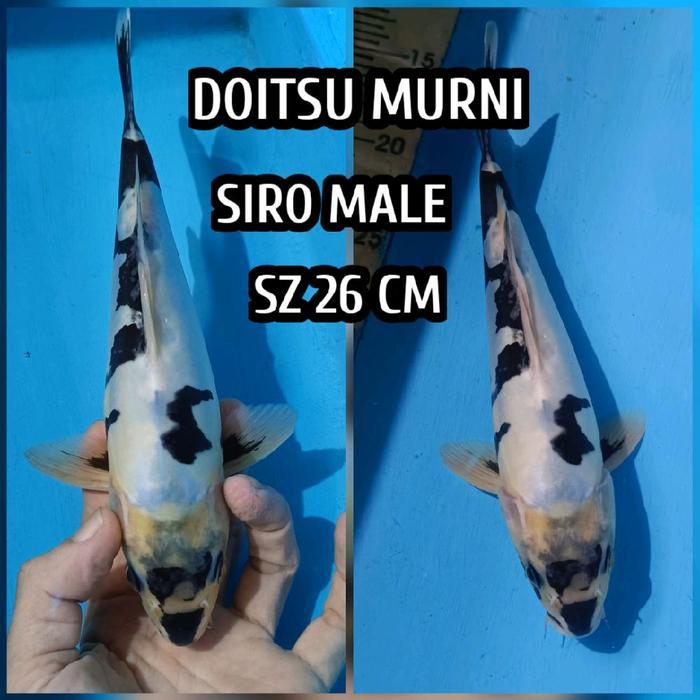 Koi Blitar Shiro Utsuri Doitsu Ready Kohaku Sanke Showa Cagoi Dll Terbaru 