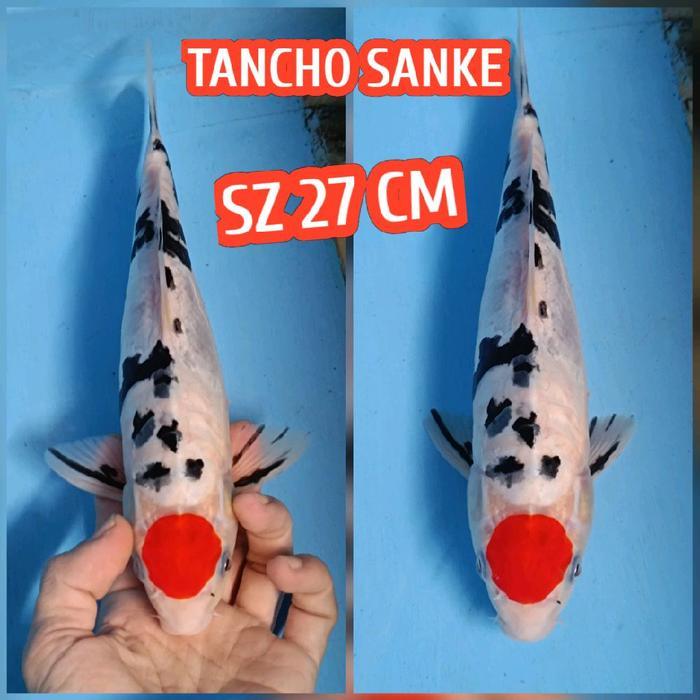 Koi Blitar Tancho Sanke Beko Ready Kohaku Showa Karasi Goshiki Dll Terbaru 