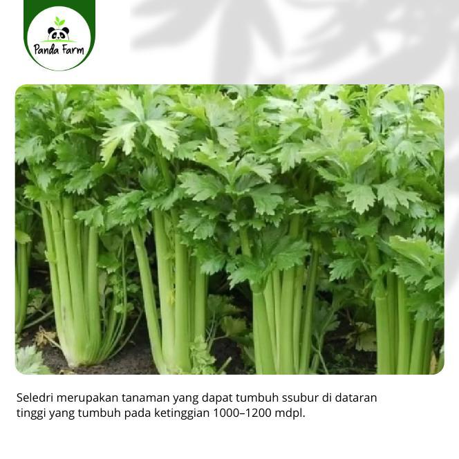 Isi 50 Biji Benih Bibit Seledri Super Import Asia