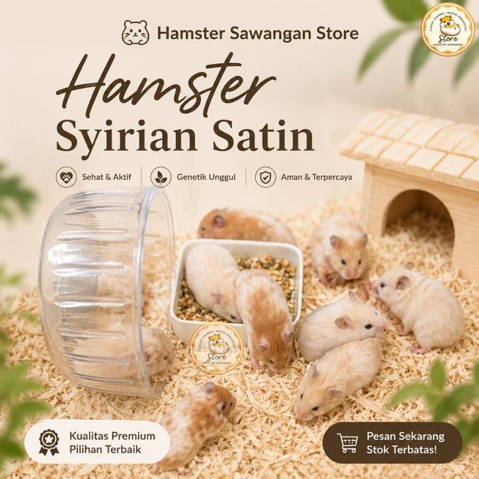 TERLARIS HAMSTER SYIRIAN SATIN (GOJEK & GRAB) READY