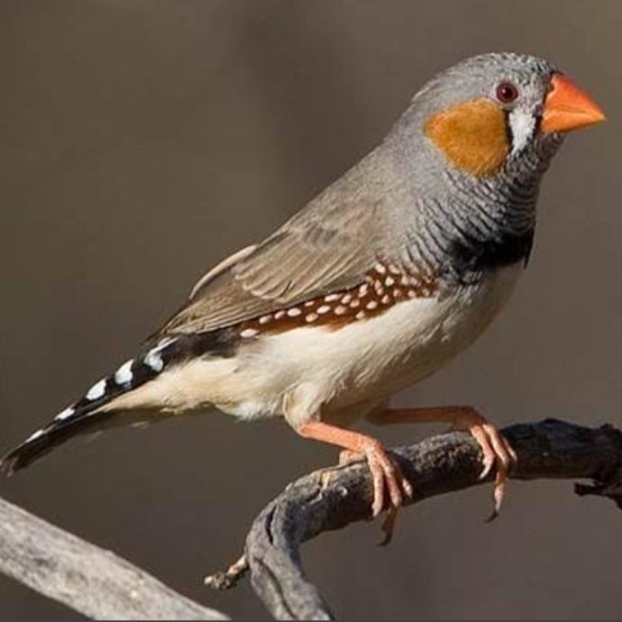 Burung zebra finch bagus jantan