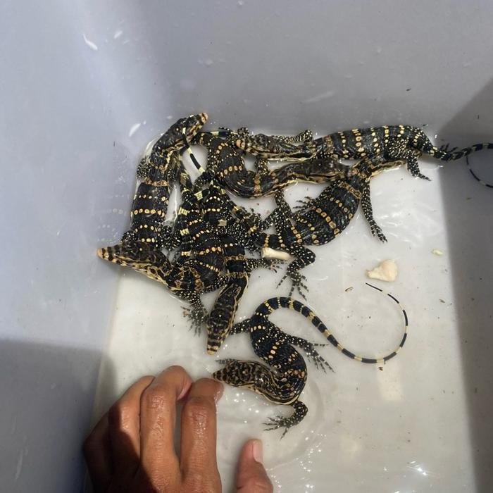 READY GE Varanus salvator bivittatus / salva jawa