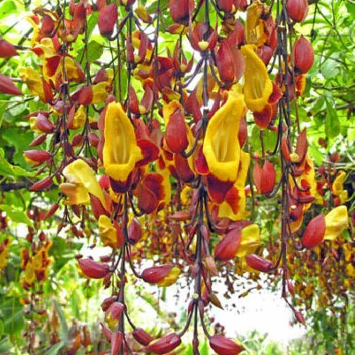 Flame Of Irian Coklat