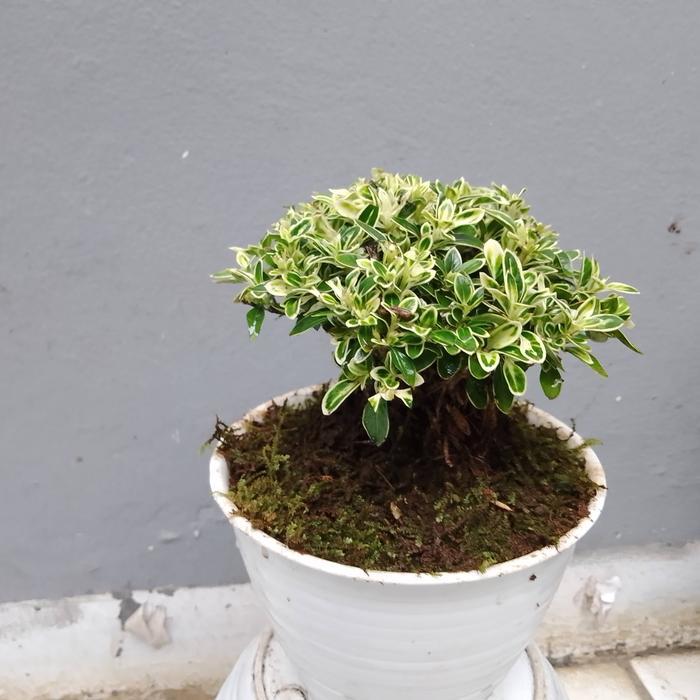 tanaman Bonsai Mirten jadi di kirim sama pot