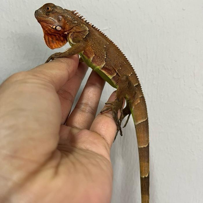 Super Red Iguana