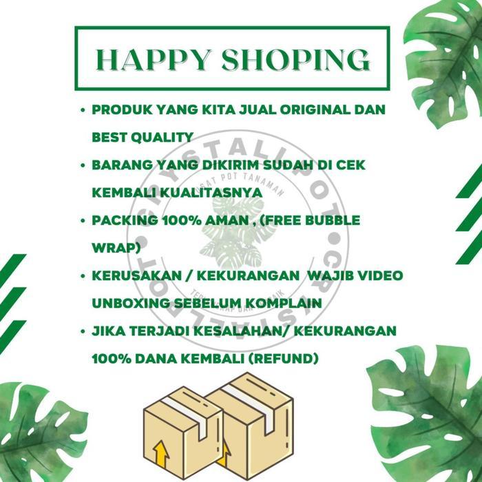 Terbaru Benih Bibit Cabe Rawit Putih Sona Benih Unggul Jawara - Cabe Rawit Putih Sona