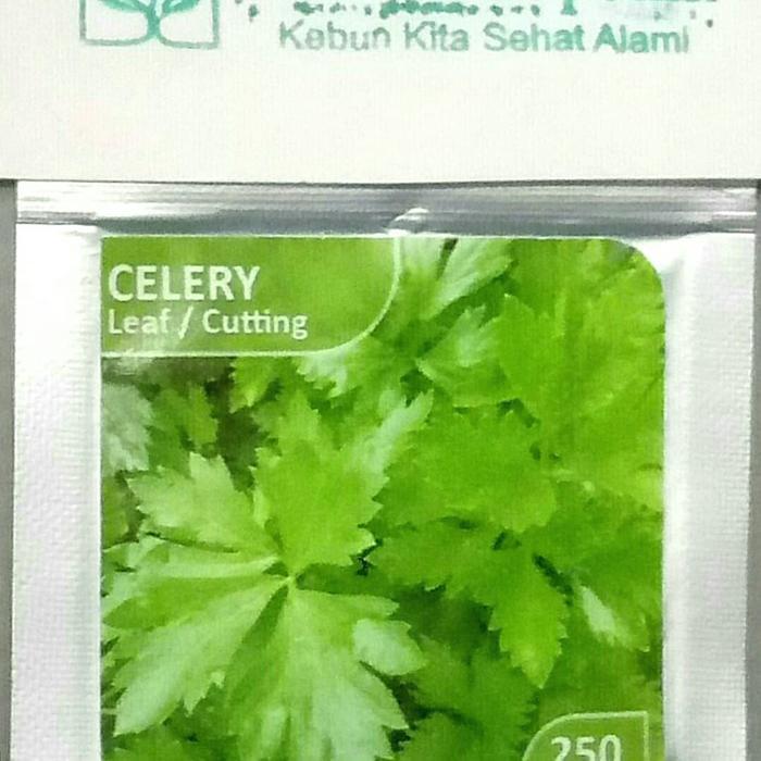 Terbaru Bibit Import Celery Seledri Daun