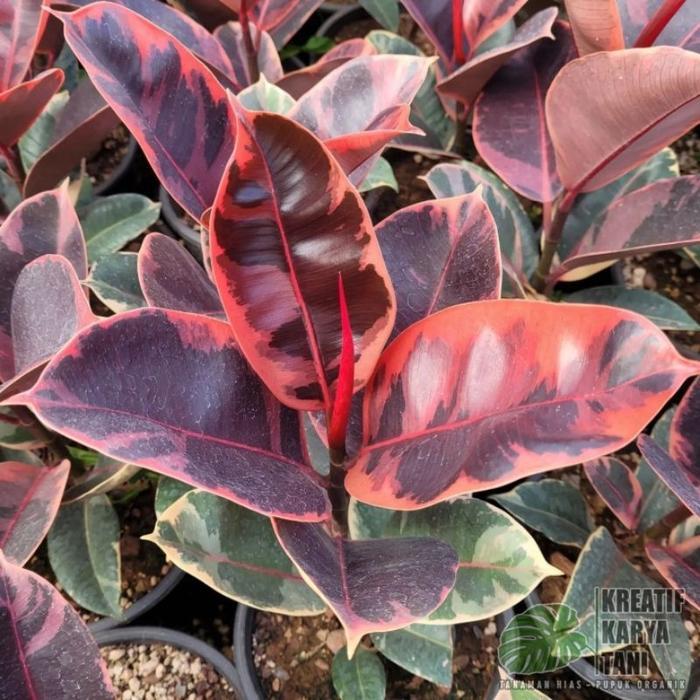 Tumbas Tani Tanaman Hias Ficus Elastica Ruby - Ficus Elastica Ruby