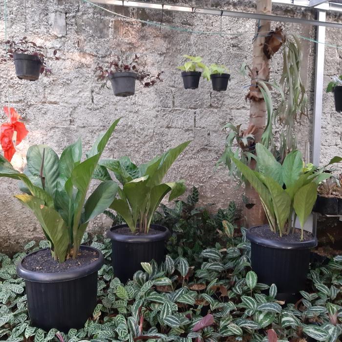Tanaman Hias Anthurium Jemani - Anthurium jemani jumbo