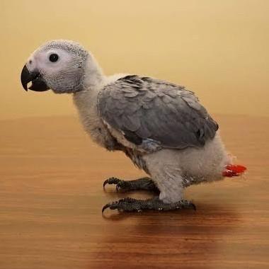 Baby African Grey Parrot Burung Paruh Bengkok Jinak