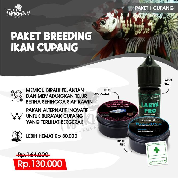 PAKET BREEDING TERNAK IKAN CUPANG BETTA