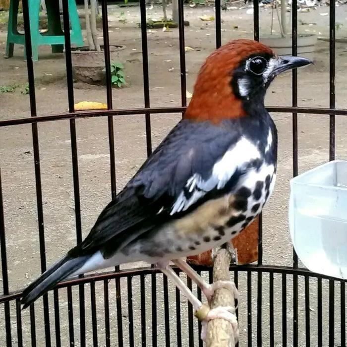 burung anis kembang jantan rajin