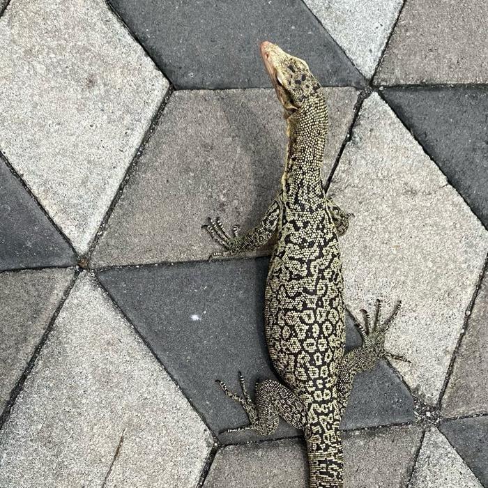 READY GE Varanus melinus lemon blast cuwakep