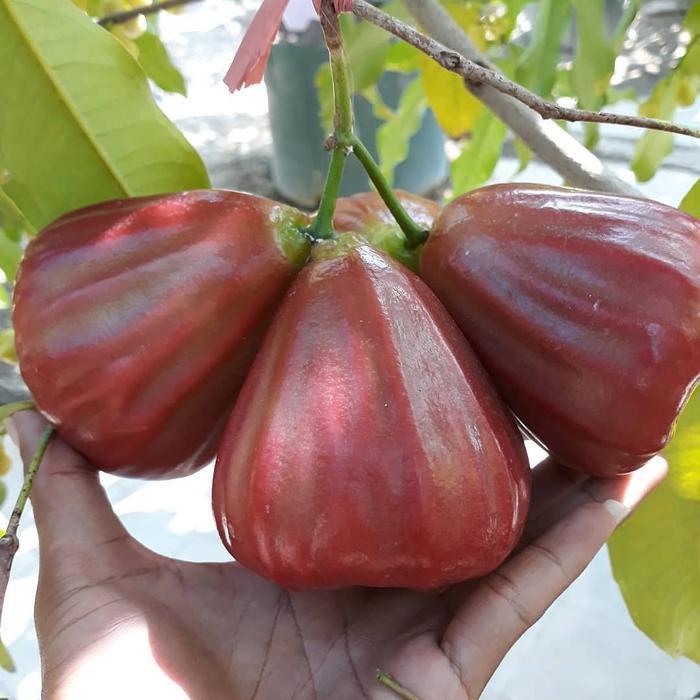 READY Bibit Jambu Air Cangkok Dan Okulasi Citra Merah Jumbo Jamaika Deli Madu Hijau Dalhari Madu