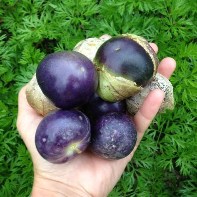 Benih 3 Benih Ciplukan Ungu Jumbo Super Bibit Buah Ciplukan Purple Tomatillo Import Kualitas Premium
