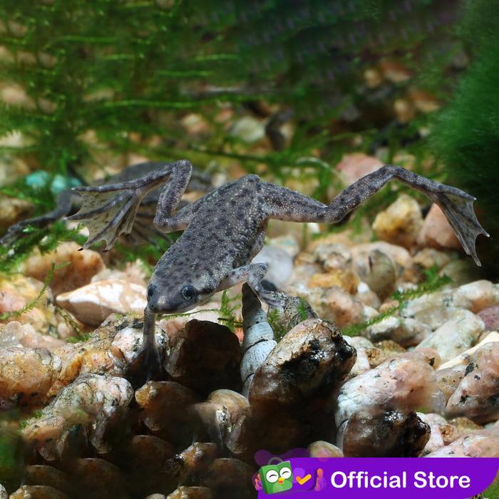 33og- Katak Air Afrika / African Dwarf Frog / Katak Hias Aquascape