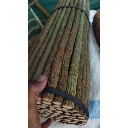 Tangkringan Kayu Asem Jawa Super 65 Cm Murai Batu