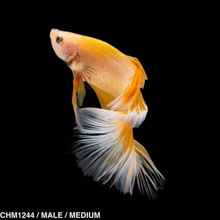 New Cupang Hias Halfmoon Yellow White / Betta Fish Halfmoon