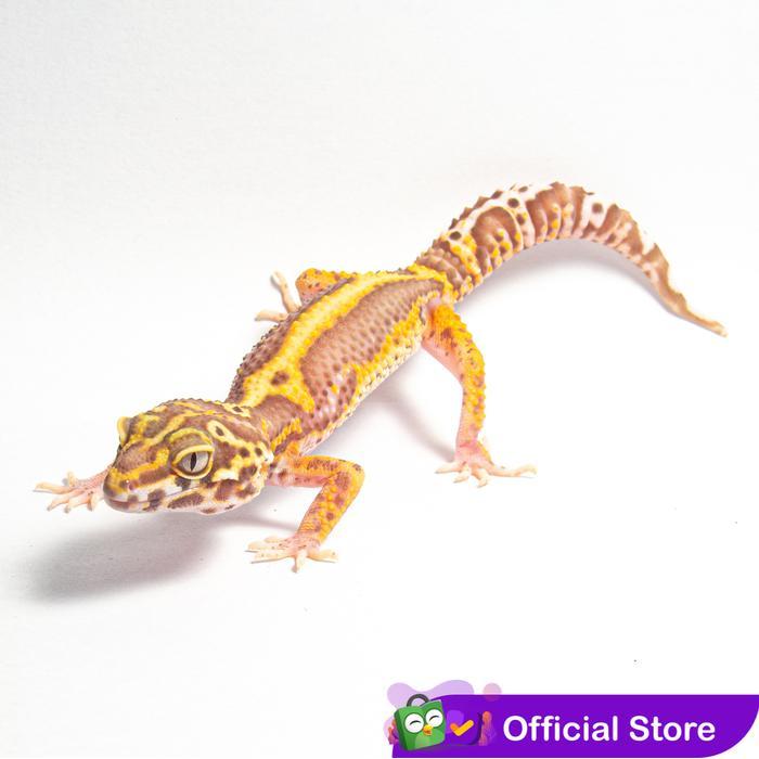 REDAY Terlaris Gecko Bell Bold Stripe / Bell BS Promo Murah