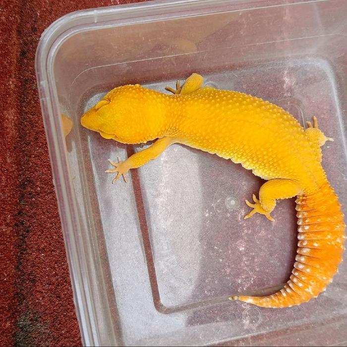 REDAY Terlaris Leopard Gecko Sunglow Betina Kode 26 Cakep Promo Murah