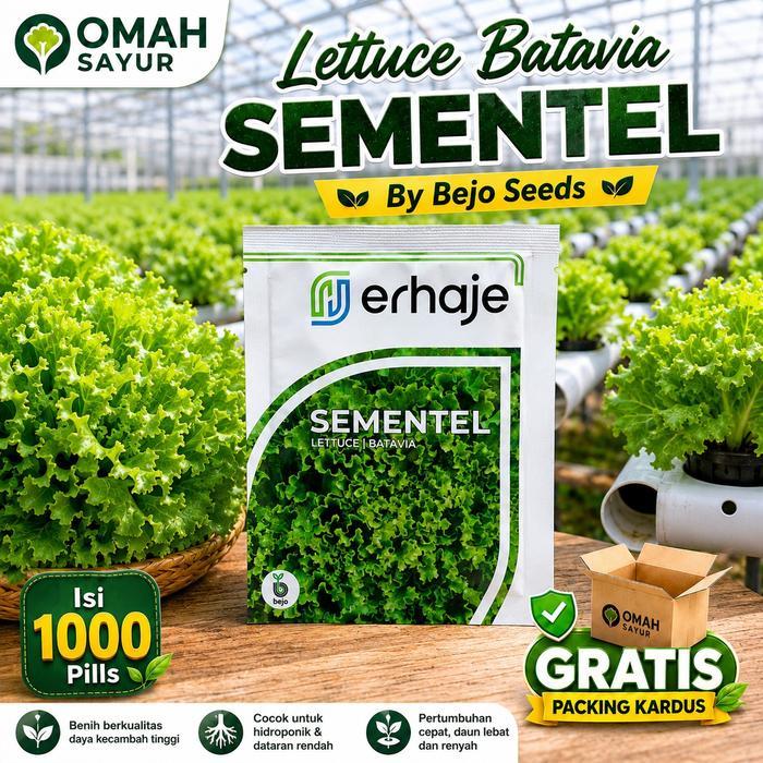 [1000 Pills] Benih Selada Bejo SEMENTEL Benih Lettuce Batavia By Bejo Seeds Hijau Daun Tanaman