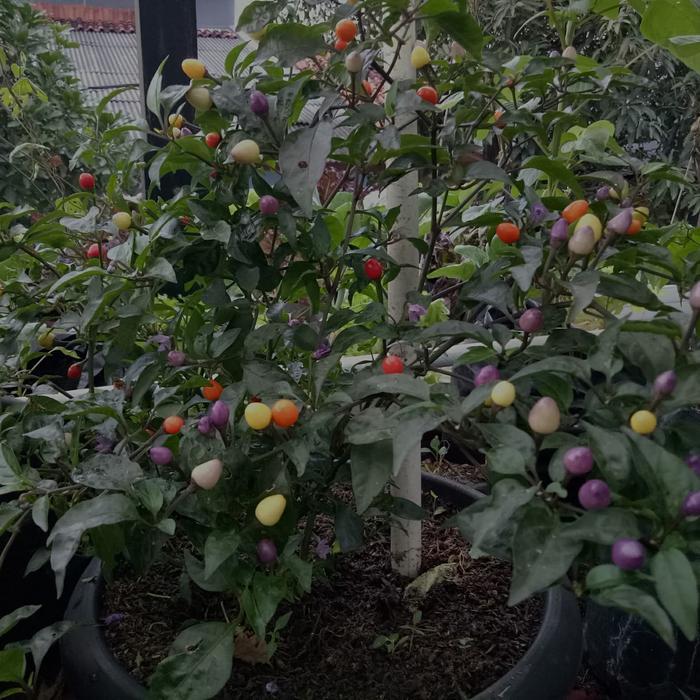 Terbaru Cabai Pelangi / Bolivian Rainbow