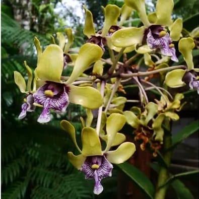 Anggrek.Dendrobium Violaceoflavens (Anggrek Besi Papua)