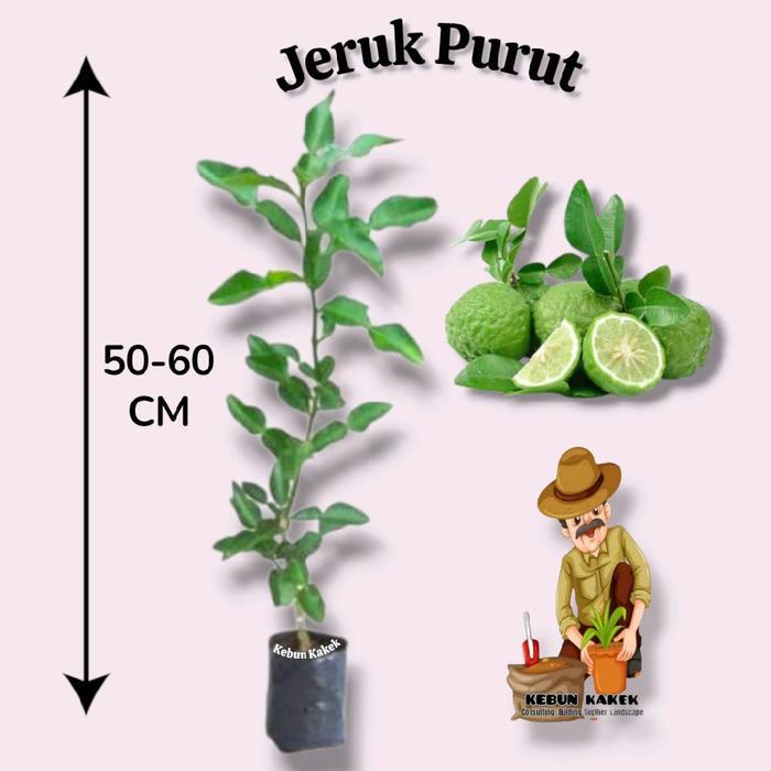 Raflezia Jeruk Purut / Tanaman Jeruk Purut / Bibit Jeruk Purut / Pohon Jeruk Purut 50 Cm
