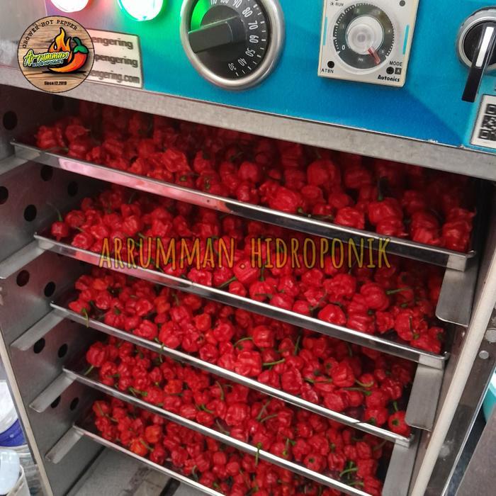 READY BUBUK Cabai Carolina Reaper Murni Tanpa Campuran isi 200 gram