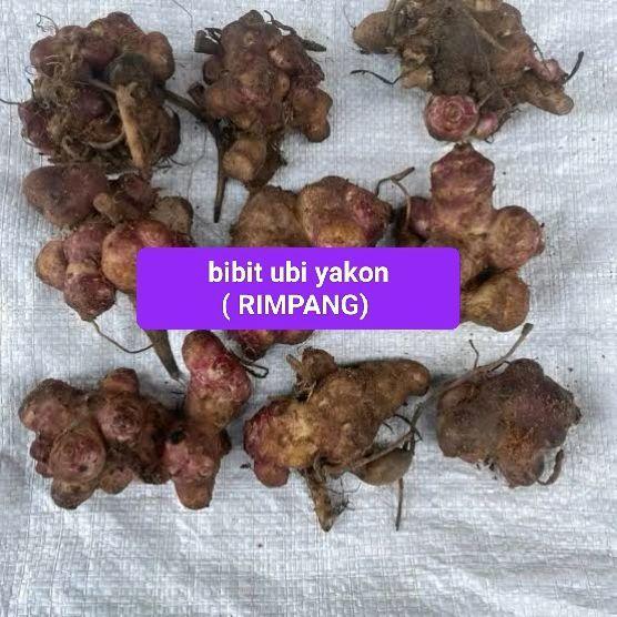 NEW BIBIT UBI YAKON / RIMPANG UBI YAKON 200 gram