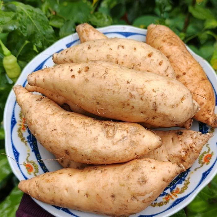 UBI MADU CILEMBU MANIS 1 KG ISI 11-16 FRESH SEGAR UBI MADU WONOGIRI Manis