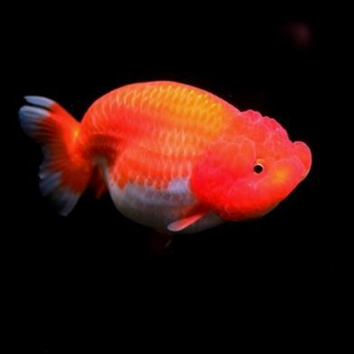 Ikan Mas Koki Ranchu Size 12 Rw Bergaransi
