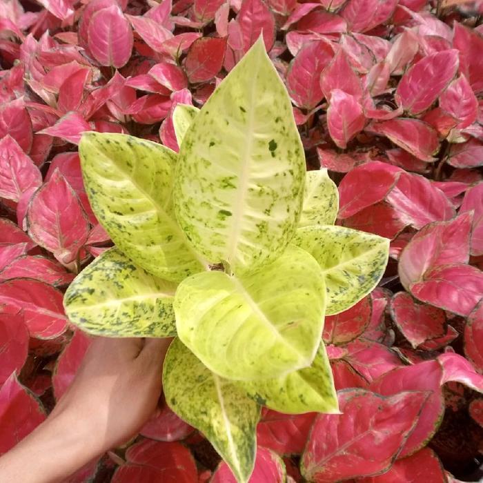 READY Paket Tanaman Bunga hias aglonema 11 macam