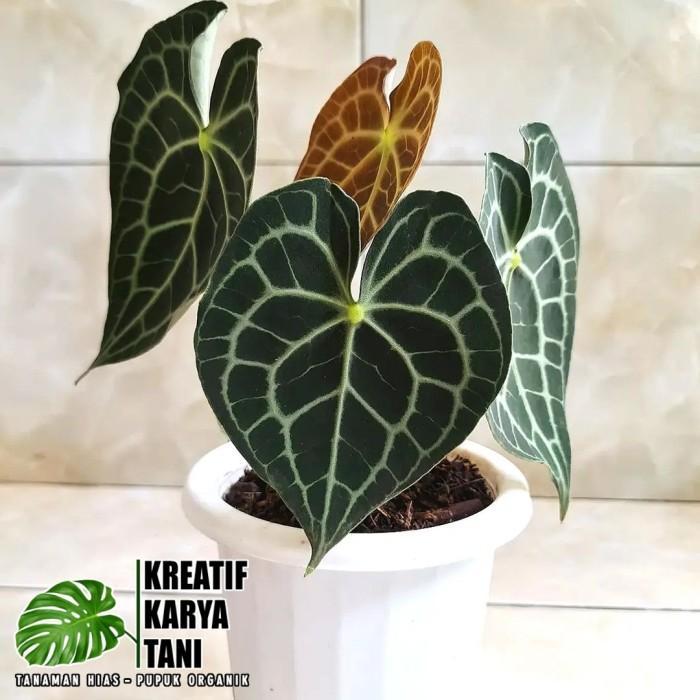 TERBARU Tanaman hias anthurium tarantula - Anthurium Clarinervium ORIGINAL