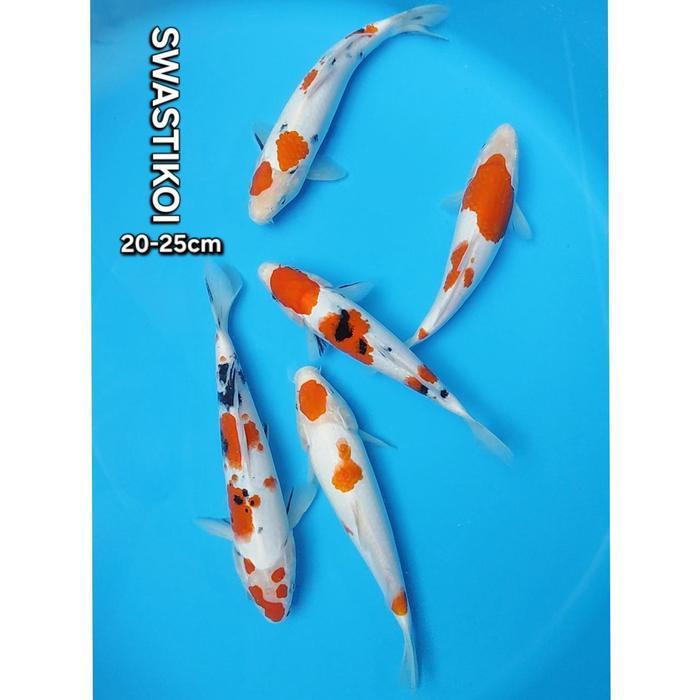 Ikan Koi Blitar Paket 5 Ekor Bagus Terbaru 