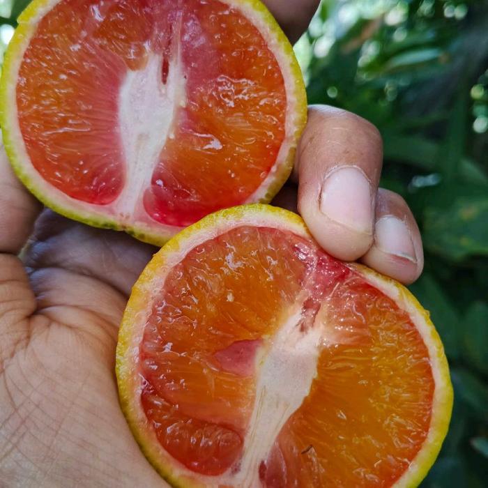 READY Bibir Tanaman Jeruk Sunkist Merah Kondisi Sudah Berbuah