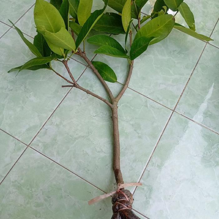 Fresh Potong Cangkok Jambu Citra