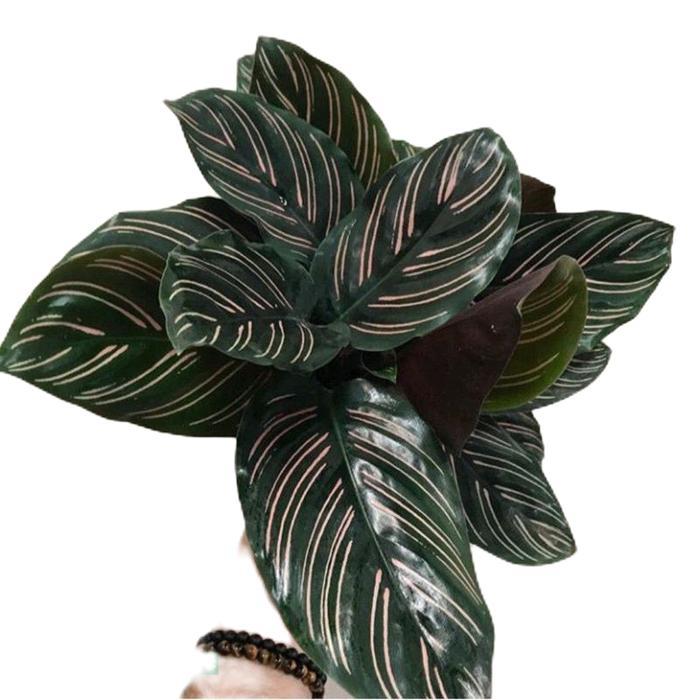 tanamanhias calathea ornata - tanaman calathea ornata hitam strip pink Hijau