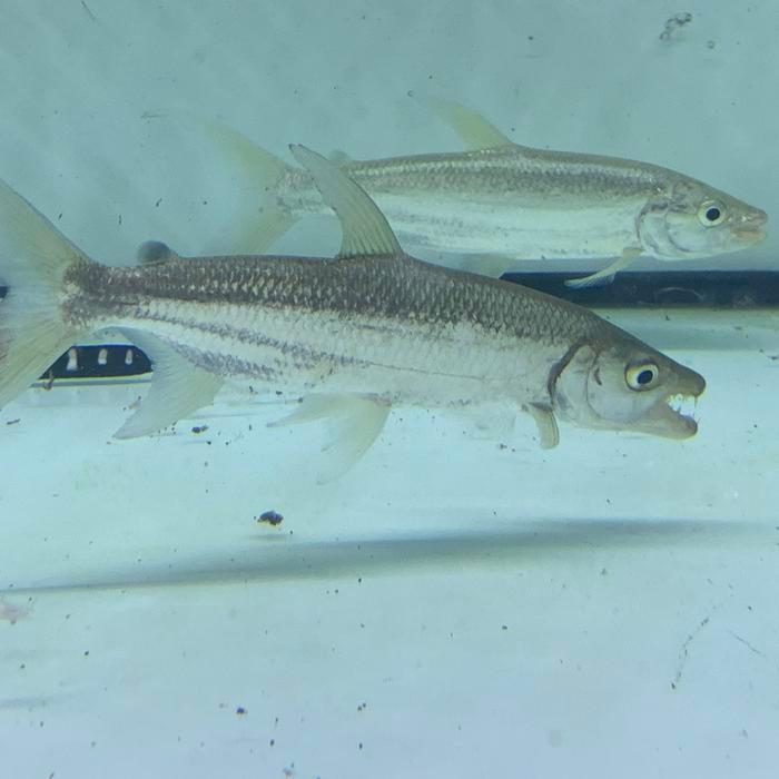 Hiasan Aquarium Goliath Tiger Fish Promo 