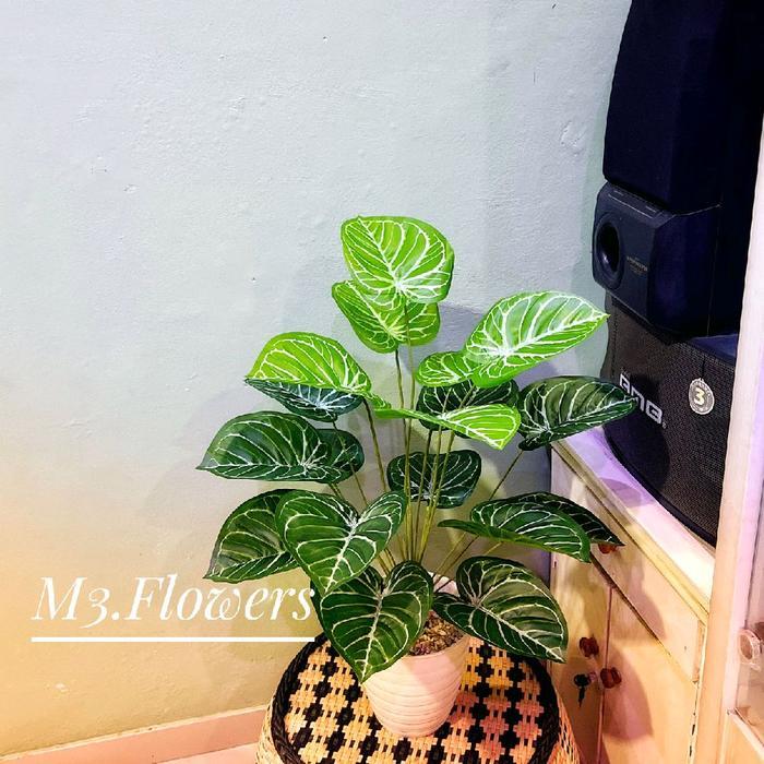 TANAMAN HIAS KELADI KUPING GAJAH + DAUN 18 + POT PIRUS + ARTIFICIAL LATEX