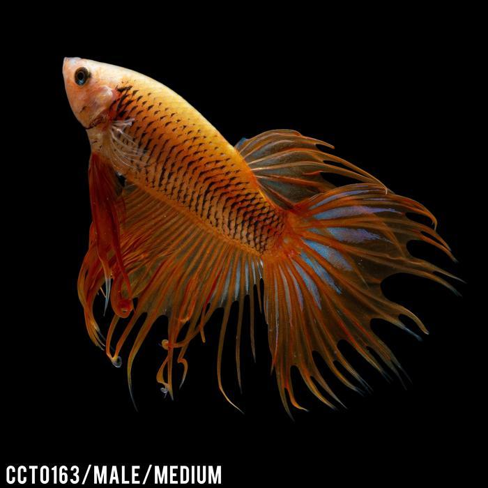 TERLARIS Cupang Hias Serit Kuning / Yellow / Betta Fish Crowntail