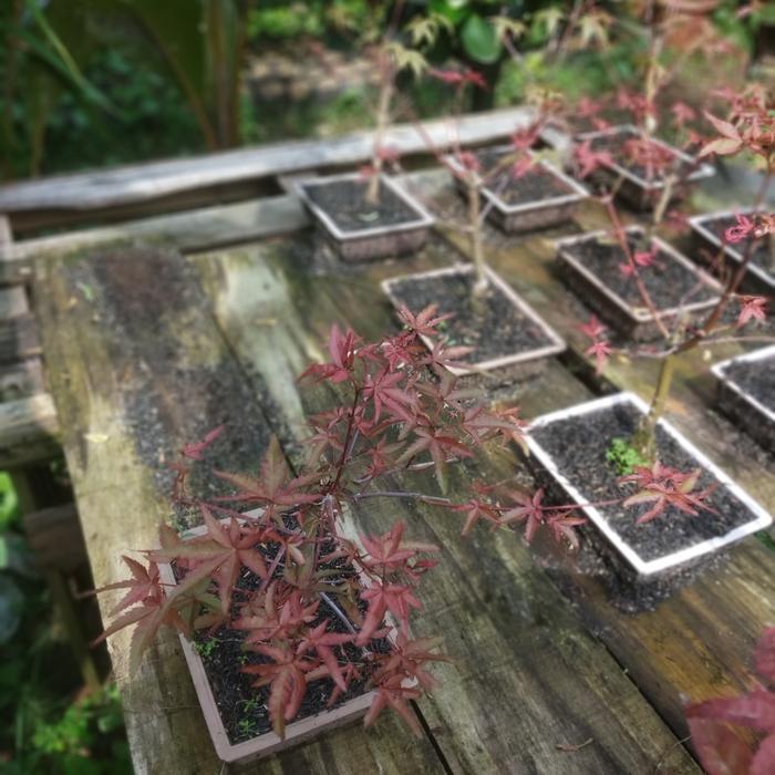 tanaman hias Japanese red maple // bibit bonsai red maple