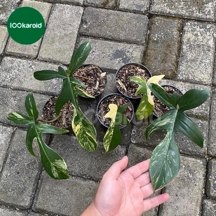 Terbaru Tanaman Hias Philodendron Florida Beauty Varigata Philo Flobe Variegata