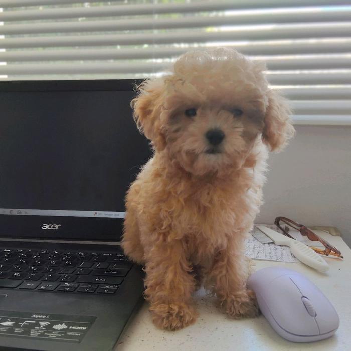 Anakan Toy Poodle Betina Apricot Super Kecil Stambum Perkin Microchip Terpasang Vaksin Lengkap Dob 6