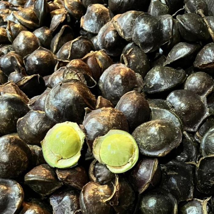Jengkol muda berat 500gram-1kg/jengkol muda/jengkol lalap