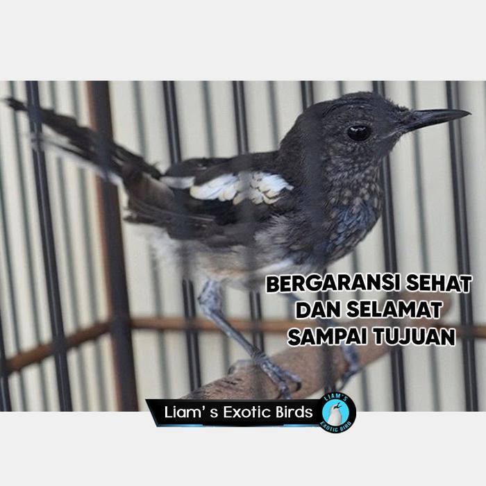 Ready Burung Kacer Trotol Jantan Dada Putih