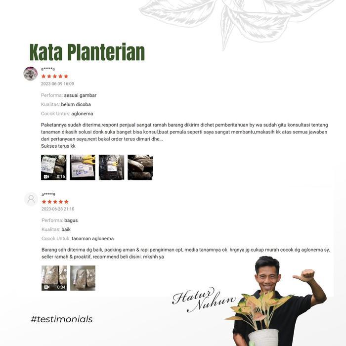 MEDIA TANAM AGLONEMA FERMENTASI MEDIA TANAM PREMIUM 2,5KG BY PLANTERIA.ID TANAH TANAMAN