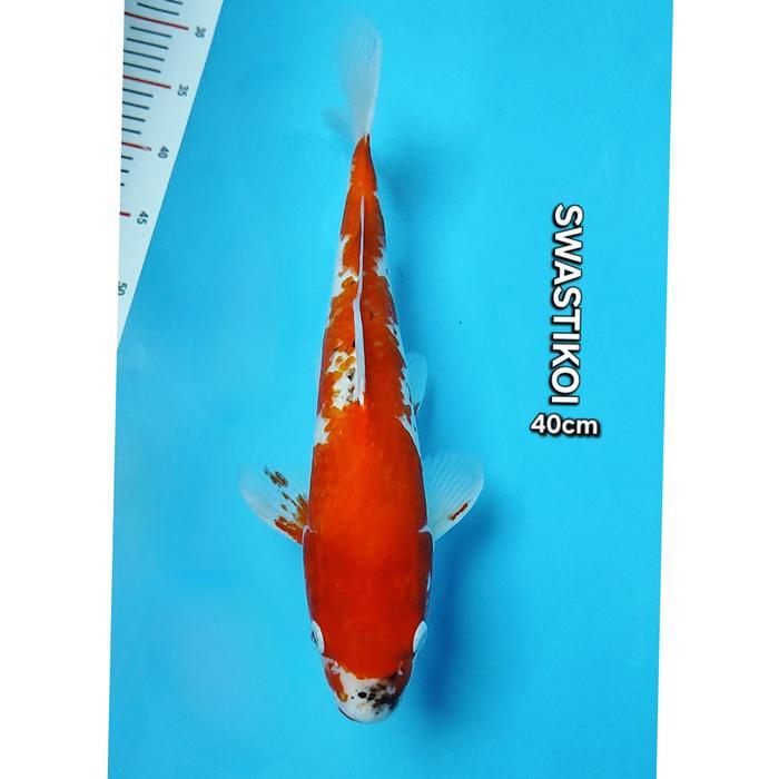 Ikan Koi Blitar Jumbo Beni Matsukawabake 40Cm Terbaru 