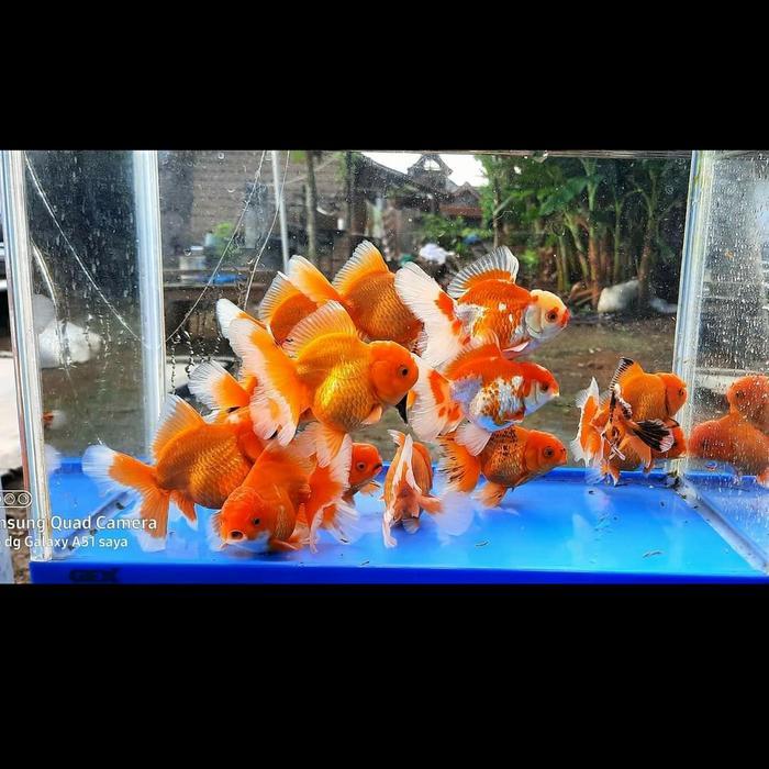 Ikan Mas Koki Oranda Rosetail Koki Rosetail Terbaru 