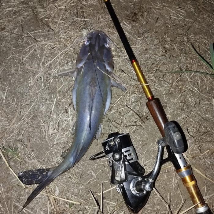 Umpan kucur paket 1/2 kg umpan mancing umpan spesial ikan baung senggal lais bawal senggal dll umpan